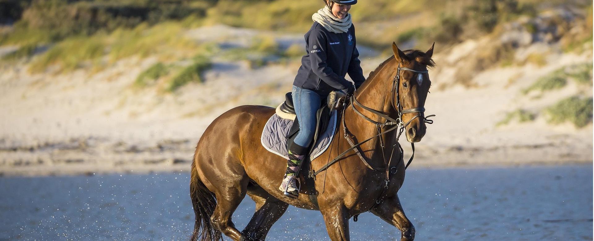 Equestrian Equipment Store -Equestrian Equipment Store horse 4475581 1920