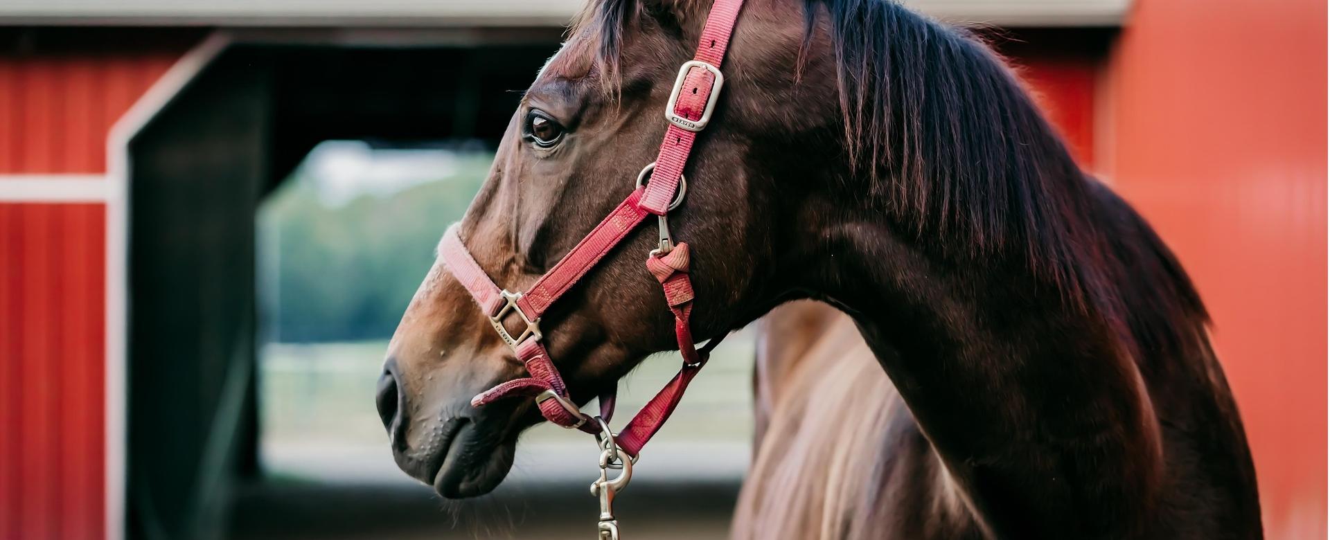 Equestrian Equipment Store -Equestrian Equipment Store horse 7481726 1920